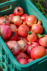 빨갛게 익은 석류과일