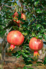 빨갛게 익은 석류과일