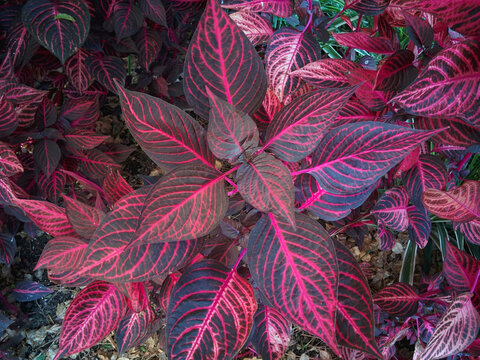 A top-down view of vibrant Iresine herbstii plants featuring striking dark purple leaves with bright pink veins in a lush garden