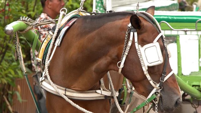 Close Up of a Brown Horse Harnessed to a Traditional Kalesa Carriage