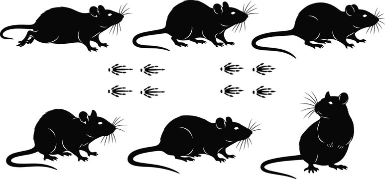 Rat silhouette set, rodent animal collection with paw prints, mouse pest control icons, wildlife vector outlines for nature and biology graphic design