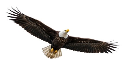 Obraz premium Majestic Bald Eagle Soaring with Wings Spread, a Symbol of Freedom and Power in Flight Against a Clear Sky