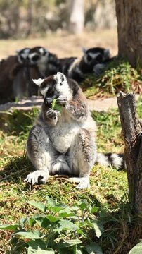 Lemur eating fruit with its little hands.