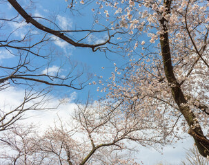 tree branches against blue sky