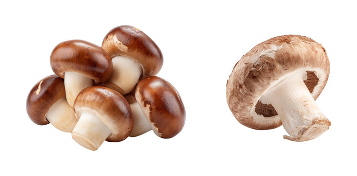 Fresh chestnut mushroom isolated on transparent background, in PNG format