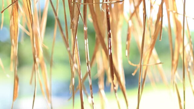 Thatched hut roof eave with dry golden grass swaying in the breeze. close-up. Natural light and soft bokeh reflect rural lifestyle and simplicity