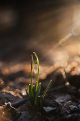 Przebiśniegi w ciepłym świetle wschodu słońca w lesie – pierwsze oznaki wiosny © Elżbieta Kaps