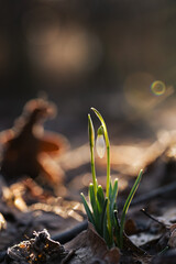 Przebiśniegi w ciepłym świetle wschodu słońca w lesie – pierwsze oznaki wiosny © Elżbieta Kaps