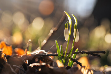 Przebiśniegi w ciepłym świetle wschodu słońca w lesie – pierwsze oznaki wiosny © Elżbieta Kaps