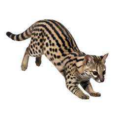Genet cat isolated on transparent background wild african animal