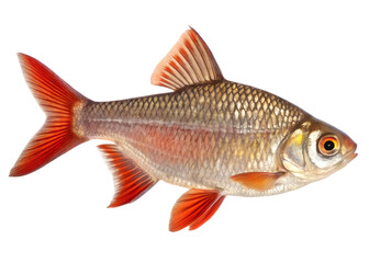 Obraz premium Fish, aquatic, red fins, silver scales, freshwater, illustration, isolated on transparent background