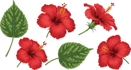 Red Hibiscus Flowers and Green Leaves Botanical Tropical Floral Elements Vector Illustration Set © Sanjida