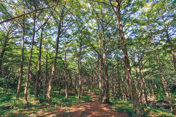 전남 고흥군 금탑사 비자나무숲의 풍경