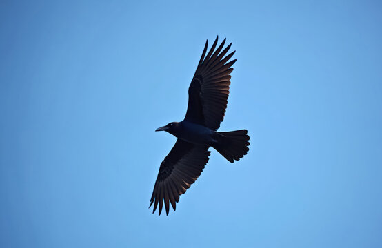 Australian Raven flies in a clear blue sky. The black bird has wings spread wide showing detailed feathers. It soars gracefully in the air, a solitary creature in its natural environment.