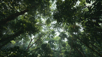 Fototapeta premium Looking Up at Lush Green Tree Canopy in Dense Tropical Forest with Bright Natural Sunlight for Environment Ecology and Summer Woodland Background
