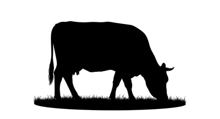 Black Cow Silhouette Grazing Grass. © king
