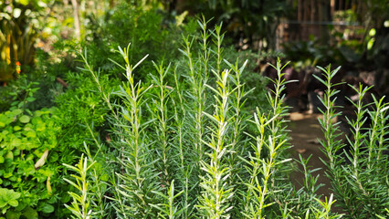 Obraz premium Closeup of fresh rosemary herb growing in a garden