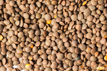 Fototapeta premium Close-up of organic whole brown lentils (Sabut Masoor Dal) showing natural texture and earthy lens-shaped seeds, perfect for healthy vegetarian cooking and nutritious food background.
