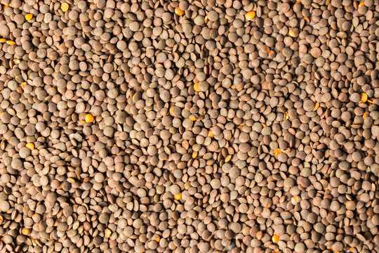 Full frame close-up of organic whole brown lentils (Sabut Masoor Dal) showing natural texture and earthy lens-shaped seeds, perfect for healthy vegetarian cooking and nutritious food background.