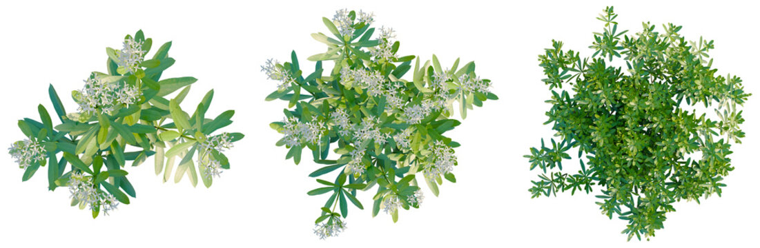 Galium odoratum tree plan, top view, cutout, transparent background, isolate, Detailed Lush Green Foliage Branch Close-Up, Natural Texture, High Resolution, Botanical Beauty