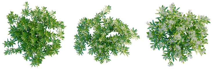Obraz premium Galium odoratum tree plan, top view, cutout, transparent background, isolate, Vibrant green foliage background, lush texture, detailed botanical leaves, natural beauty, spring time