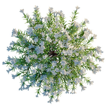 Lithodora diffusa tree plan, top view, cutout, transparent background, isolate, Delicate Rosemary Branch on a White Background, Detailed Green Foliage, Natural Texture