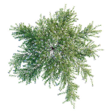 Lithodora diffusa tree plan, top view, cutout, transparent background, isolate, Lush Green Pine Branch Close-Up with Detailed Needles and Natural Texture
