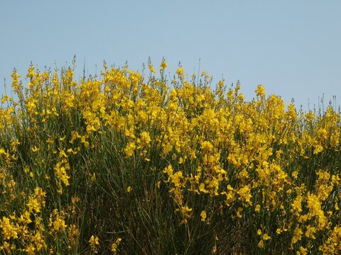 Spanish or weaver's broom or Spartium junceum wild plants with yellow flowers, in Attica, Greece
