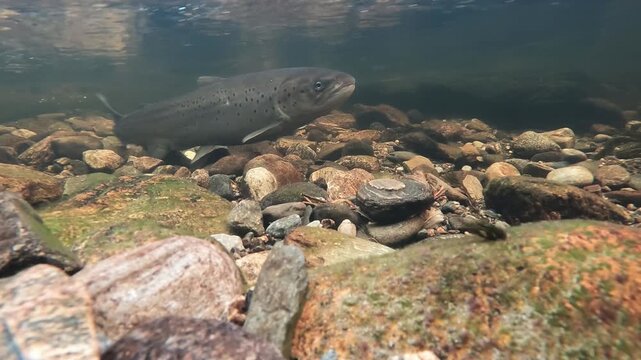 Underwater view of three trout in clear Norwegian river, one beating tail into gravel while others hold against current
