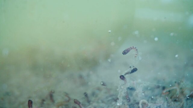 Macro view of tiny aquatic organisms swimming through murky green water filled with suspended particles. Biological activity observable in a detailed fluid environment typical of pond life or lab samp