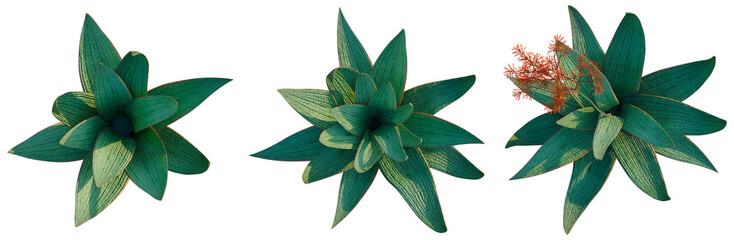 Aloe striata tree plan, top view, cutout, transparent background, isolate, Detailed close-up of vibrant green fern leaves, showcasing their intricate texture and natural beauty. © DH Tree Stock