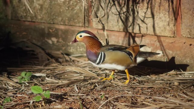 Colorful mandarin duck walking on dry ground, medium tracking follows in enclosure