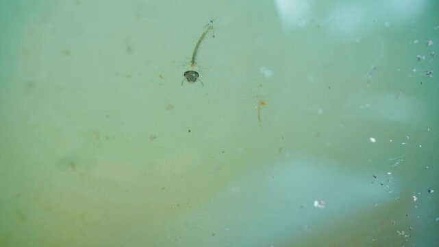 Close up of mosquito larvae and aquatic insects swimming in murky stagnant green water indicating breeding ground for pests and vector borne diseases.