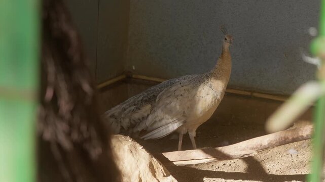 Pale peahen resting in shaded enclosure, medium establishing in enclosure, captive bird