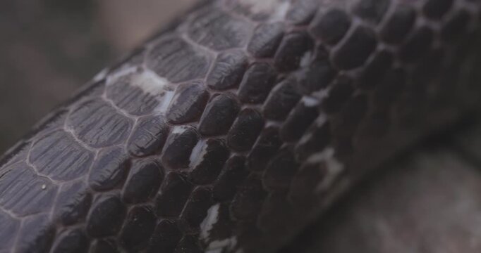 Sharp closeup of Common Krait scales, highlighting the smooth, iridescent skin texture.