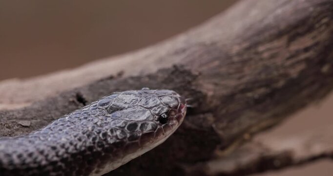 Macro closeup: Dark Common Krait head with a vibrant pink forked tongue flicking. Dark eyed