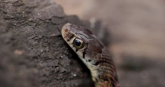 Stunning scale details on the head of a Buff-striped Keelback snake. Sharp macro view.