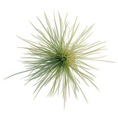 Obraz premium Dasylirion wheeleri tree plan, top view, cutout, transparent background, isolate, Delicate Feather Grass Sprigs, Natural Texture, Fine Details, Soft Light, Botanical Elements