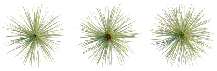 Dasylirion wheeleri tree plan, top view, cutout, transparent background, isolate, Detailed close-up of lush green fern leaves, showcasing delicate textures and natural beauty.