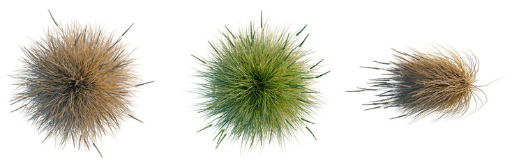 Muhlenbergia rigens tree plan, top view, cutout, transparent background, isolate, Golden wheat field with ripe grain stalks, harvest season, agricultural landscape, close-up view