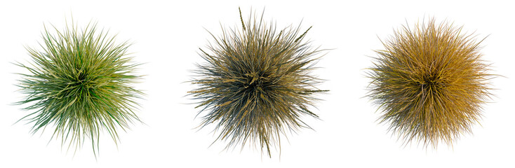 Muhlenbergia rigens tree plan, top view, cutout, transparent background, isolate, A Close-Up View of Lush Green Grass Blades Forming a Vibrant and Textured Natural Pattern