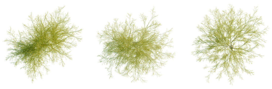Parkinsonia florida tree plan, top view, cutout, transparent background, isolate, Delicate Fern Branch with Intricate Details, Perfect for Nature-Inspired Designs and Artistic Elements