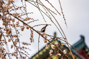 Small Wild Bird Sitting Among Pink Plum Blossoms with Soft Bokeh Background