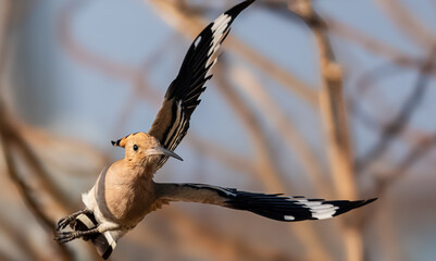 Dynamic Action Shot of Hoopoe Bird Taking Flight in Forest, Wildlife Photography © 재운 안