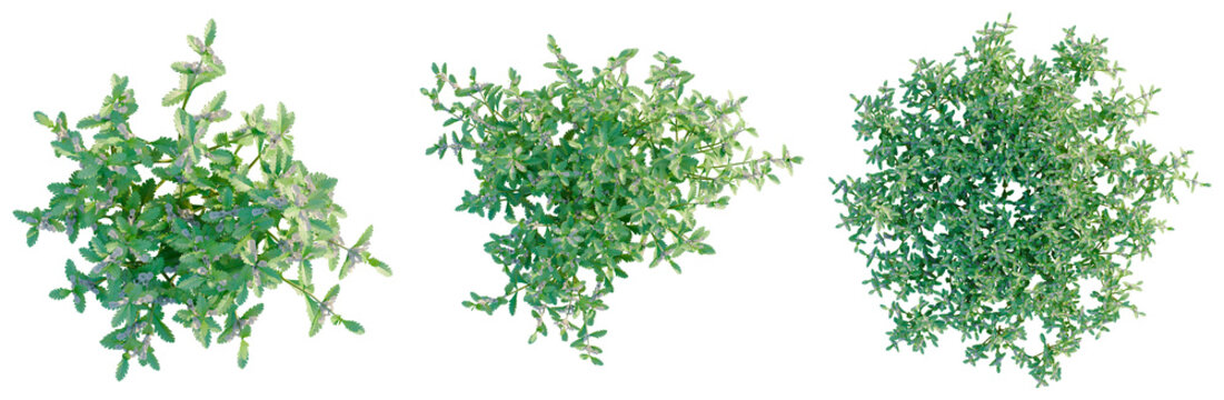 Teucrium chamaedrys tree plan, top view, cutout, transparent background, isolate, Delicate fern leaves, detailed botanical illustration, lush foliage, natural texture, vibrant green hues