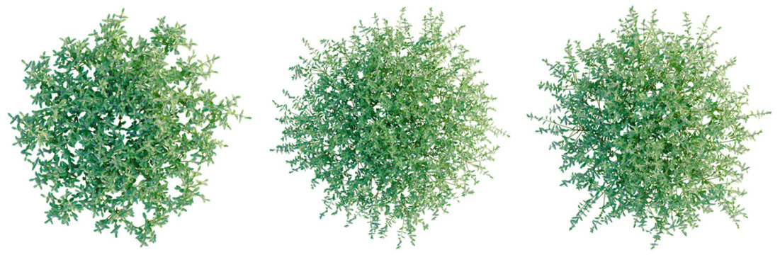 Teucrium chamaedrys tree plan, top view, cutout, transparent background, isolate, Detailed Green Fern Plant Texture with Intricate Leaf Patterns for Nature and Botanical Design