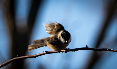 Small Marsh Tit Perched on Branch Preening Feathers, Natural Bird Behavior © 재운 안