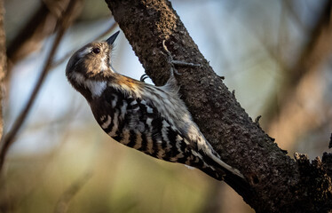 Japanese Pygmy Woodpecker Pecking on Tree Trunk in the Forest