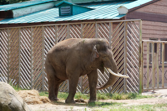 Elephant walks in zoo enclosure