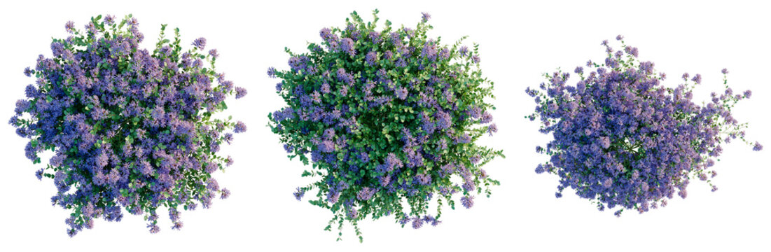 Thymus serpyllum tree plan, top view, cutout, transparent background, isolate, Lush Lavender Field, Close-Up of Purple Flowers with Soft Bokeh Background, Floral Photography